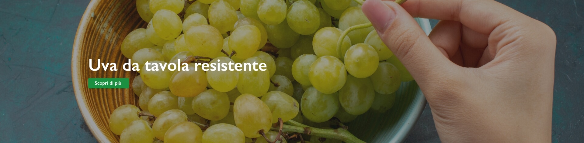 uva da tavola resistente